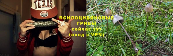 гидра Ессентукская